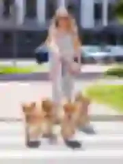 Dogsmith kennel. Shiba Inu puppies